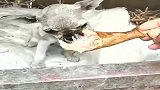 臭水沟里刚捡来的流浪狗，狗生第一次吃鸡腿，希望可以养活！