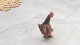 小鸡走出视察工作的步伐，这高低是个干部