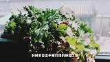 快来观看独立摄影师Apple分享的视频