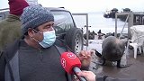 智利：3000只海狮占领海滩，渔民接受采访抱怨被打断