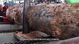 实拍胶合板加工机器运作过程，粗壮木头就像削苹果皮被削成薄片