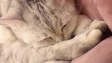 猫咪睡着之后开始打呼，网友：这简直是治愈系魔音啊