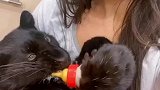 小哥哥送异地女友一只小狗作为陪伴