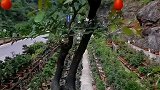 红芽葫芦血红果金弹子