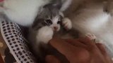 面对一窝刚睡醒的小奶猫，忍不住直接上手，网友：放开让我来