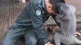 小猴子帮工作人员找虱子