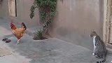 猫咪刚出门就是一场恶战，鸡：我等你很久了
