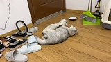 猫儿子挨揍，上手按住妈妈，喵：妈，你冷静冷静