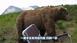 俄罗斯小哥往熊身上扔雪，棕熊的反应超可爱，熊：我已经很认真了