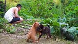 搞了两天，两个人终于把围栏用篱笆做好了，你们觉得好看吗？