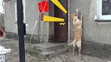 拉布拉多：去玩回来晚了，按门铃也不开门，铲屎官这是不要我了吗