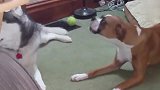 哈士奇和拳师犬又在吵嘴了，懂的人来翻译一下