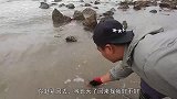南风天章鱼家族集体上岸，两夫妻被大熊一锅端，一只比一只大
