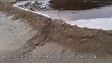 熊孩子在河道踢开一个小口，水流越冲越大，这该怎么办