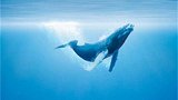 涨知识！鲸鱼的死亡被称为鲸落，牺牲自己滋养一大片海洋