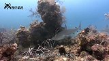 鱼缸中的鱼无故消失，清理鱼缸发现1米长怪虫，浑身都是腿