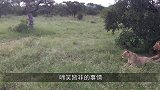 鬣狗散步走神，迷迷糊糊走进狮子领地，接下来憋住别笑！