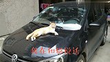 喵星人躺在车上睡大觉,姿势很撩人,被吵醒后表情亮了