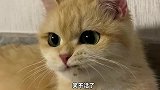 有些猫特别拽，一看就不好惹？