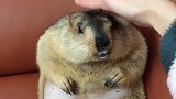 主人家的小竹鼠，尽情享受小姐姐按摩的表情，简直萌到家了！