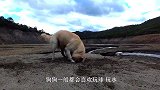 狗狗在泥潭中大跳“霹雳舞”，背后的原因让人心酸，镜头记录全程