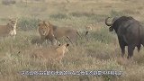 狮子欲捕杀落单犀牛，结果却令人大跌眼镜，镜头拍下不可思议一幕