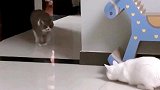 这只白猫太聪明了，居然会伏击黑猫，看来平时没少打架！