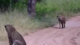 淡定的鬣狗与淡定的猎豹