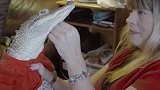 主人给马儿的尾巴扎了个小辫子，编好后可爱又俏皮，学到了！