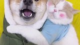 被小猫咪抱着睡觉可太幸福了萌宠 猫狗双全