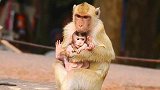 疑惑，猴姐绑架了猴弟，猴妈却只跟着，却没有生气教育猴姐！