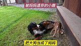 小鹿腿受伤，鹿妈妈将它遗弃，它把公狗当成了父亲