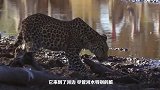 豹子正在觅食，踩到正在河滩边伪装休息的鲶鱼，镜头记录过程