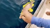 深到了一条罕见的石斑鱼，有哪个大神认识这是什么品种的石斑鱼吗