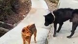 狗子：黑哥我开玩笑的，你别咬我！