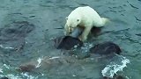 北极熊捕食一吨重海象，造成海象集体疯狂式逃跑！
