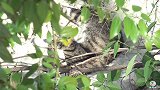 家猫隔着窗户，观察屋外的流浪猫，看得心里一阵阵羡慕