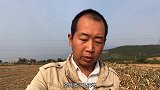 机器收过的玉米地，大舅非要再去捡一遍，没想到掉落的这么多