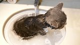 一年半没洗澡的猫咪，刚开始极力反抗不进水池，最后却泡起澡来！