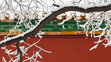嘘，快来看！我们偷偷给你带来了紫禁城中的2020年初雪