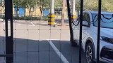 事实证明狗也钻不了，小狗一头撞上铁网