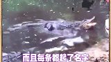 鳄鱼：我抱着你感动吗