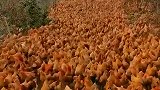 我打算带着这群鸡去消灭蝗虫