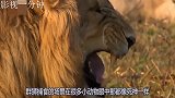 狮子追捕斑马，眼看着就要追上了，下一秒被来了个雷霆双脚蹬