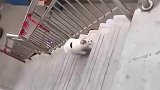 猫有九条命