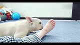 主人问斗牛犬：香吗够味吗味道还行吧