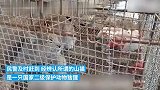 奶凶猞猁被误认成“山猫”，偷袭羊圈被民警捕获后放生