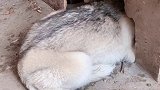 狗肉馆安排一下