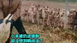 小羊被扔进狼群，没想到瞬间就没了