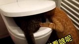 太听话的老公，就这样眼瞅着媳妇儿掉进了马桶